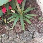Agave sisalana 葉