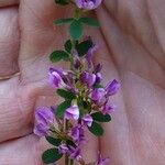 Lespedeza violacea Virág