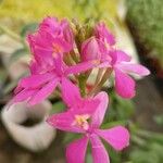 Epidendrum ibaguense പുഷ്പം