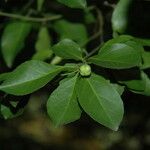 Euonymus boninensis