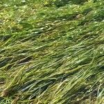 Zostera marina Folha