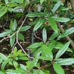 Rhododendron yunnanense Foglia