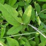 Salvia interrupta Hoja