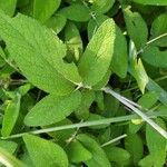 Salvia interrupta Leaf