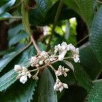 Miconia xalapensis Bloem