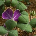 Oxalis massoniana 葉