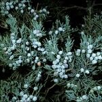 Juniperus scopulorum Meyve