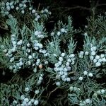 Juniperus scopulorum 果