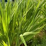 Crocosmia paniculata برگ