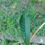 Chloroluma gonocarpa List
