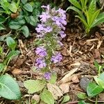 Ajuga genevensisFlower