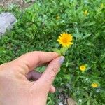 Calendula arvensisFlower