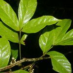 Paullinia pinnata Leaf