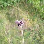 Allium scorodoprasum Fleur