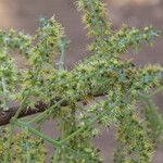 Combretum adenogonium Flower