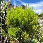 Erica azorica Fuelha