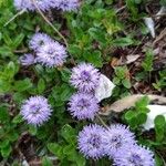 Globularia cordifoliaFlor