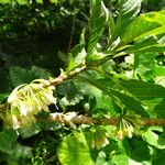 Acnistus arborescens Fiore