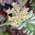 Sedum rubens Flor
