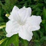 Ruellia geminiflora Çiçek