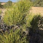 Ephedra viridis Leaf