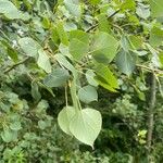 Populus tremuloidesBlatt