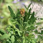 Crotalaria goreensis Elinympäristö