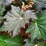 Begonia heracleifolia 叶