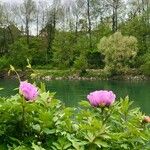 Paeonia masculaКветка