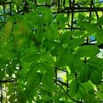 Wisteria sinensis Feuille