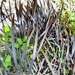 Ophiopogon planiscapus 整株植物