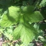 Heracleum lanatum Листок