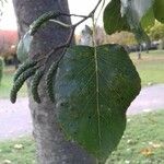 Alnus cordata Leaf