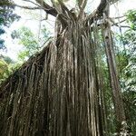 Ficus virens Habit