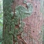 Pouteria melanopoda Corteza