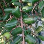 Luma apiculata Blatt