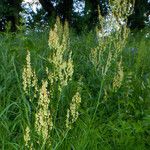 Rumex thyrsiflorus Buveinė