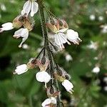 Circaea lutetiana Blüte