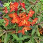 Euphorbia griffithii Flor