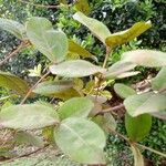 Psorospermum febrifugum Blatt