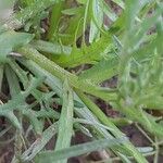 Senecio glaucus Bark