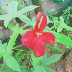 Hibiscus martianus Floare