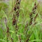 Echinochloa crus-galli 花