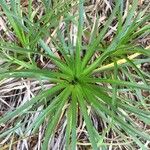 Eryngium paniculatum Хабит