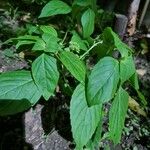 Ocimum campechianum Feuille