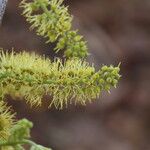 Combretum molle Flower