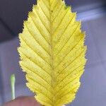 Carpinus betulus Leaf