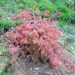 Acer palmatumBlad