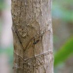 Cordyline mauritiana Bark