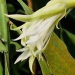 Epiphyllum hookeri പുഷ്പം